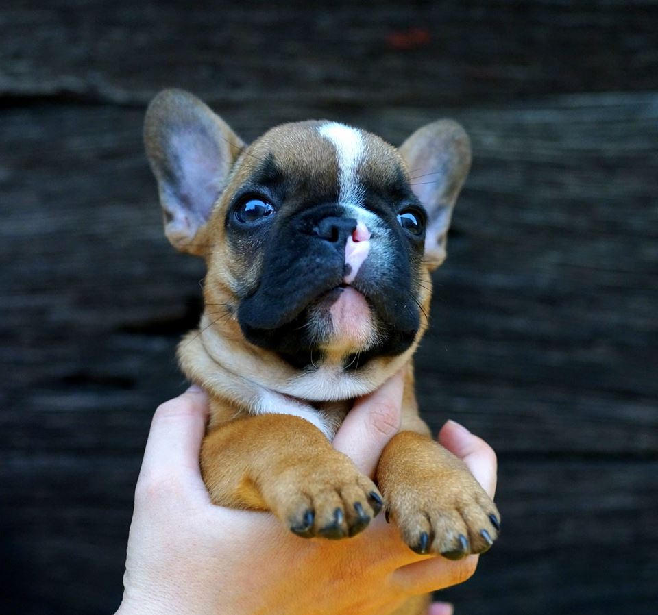 11057267_10153546352208115_5417777324747260228_n