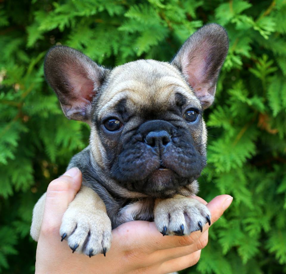 11221477_10153522288843115_9090104774492979880_n