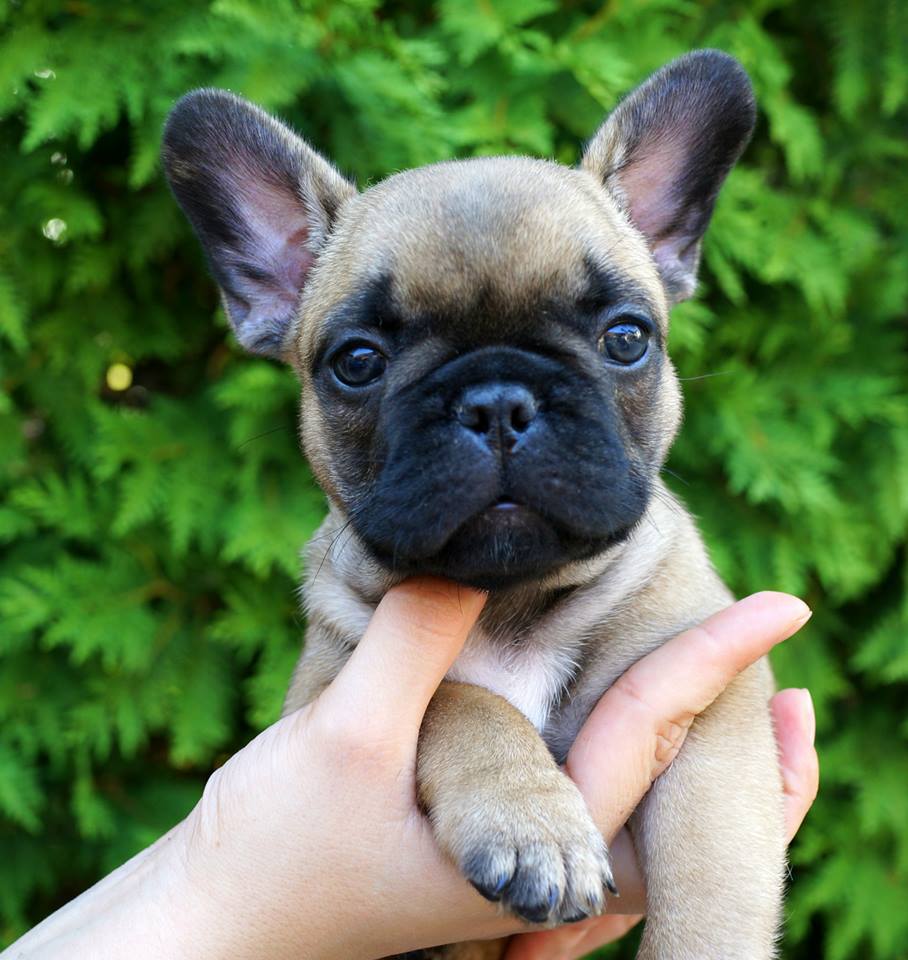 11224067_10153522297773115_8872734553045316341_n