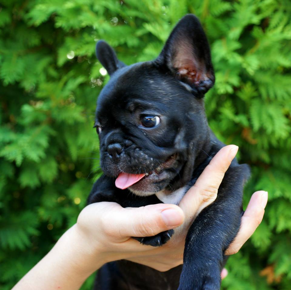 11755921_10153530941273115_5056035217935699745_n