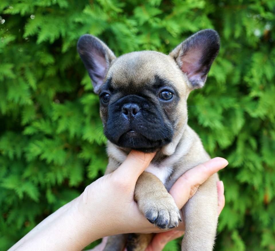 1469836_10153530941863115_5573210783730540029_n