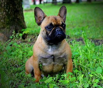 AvailableNatalkaOrangeFrenchies-small