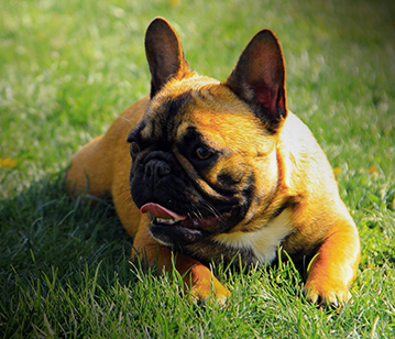 AvailableNiccoloOrangeFrenchies-small