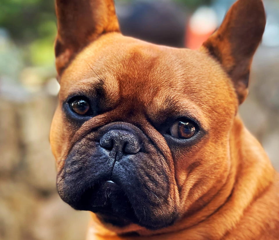 Puppies Orange Frenchies Kennel