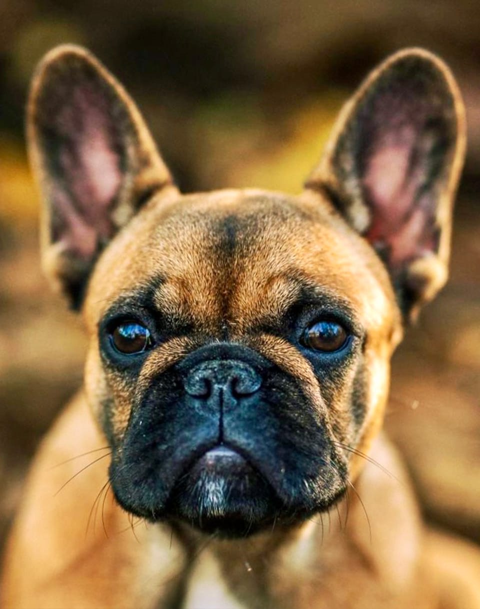 French-Bulldog-Puppies-Francuski-Buldog-štenci-Beba