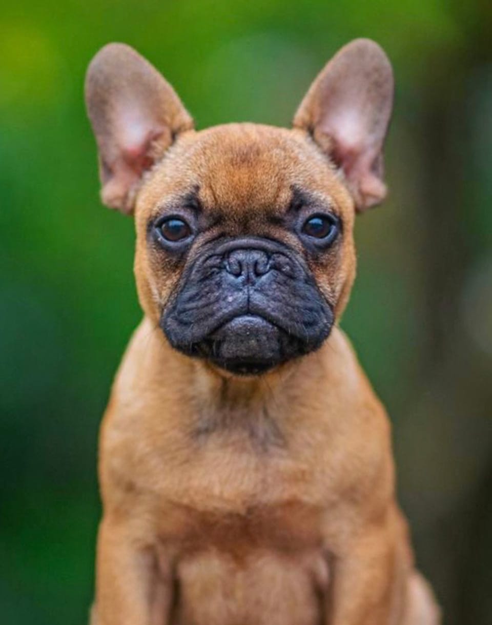 French-Bulldog-Puppies-Francuski-Buldog-štenci-Elmo Francuski buldog štenci Elmo