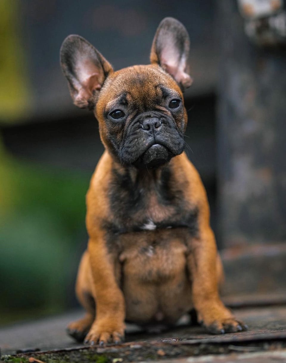 French-Bulldog-Puppies-Francuski-Buldog-štenci-Elroy
